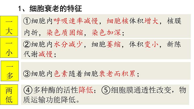 高中生物人教版 (新课标) 必修1课件  6.3、6.4  细胞的衰老和凋亡、细胞癌变07