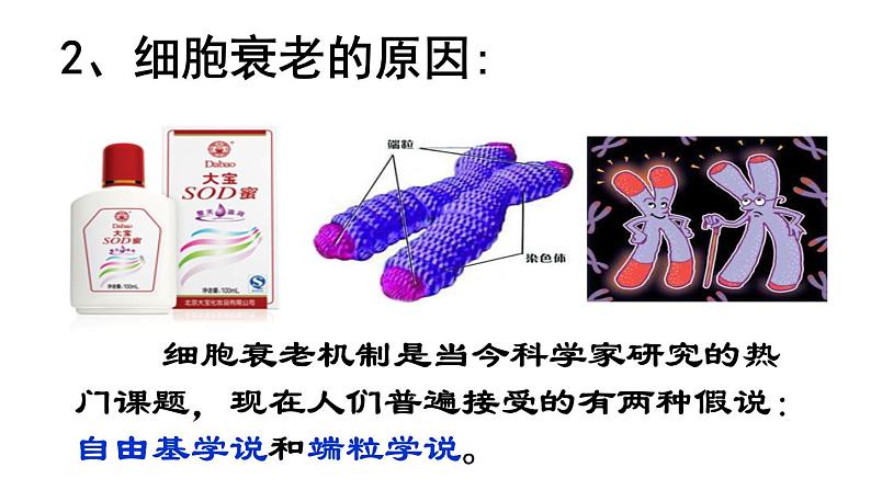 高中生物人教版 (新课标) 必修1课件  6.3、6.4  细胞的衰老和凋亡、细胞癌变08