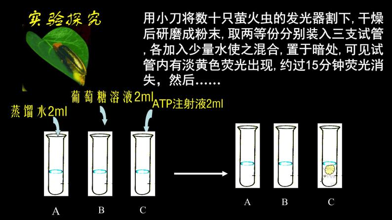 高中生物人教版 (新课标) 必修1课件  5.2 细胞的能量“通货”——ATP06