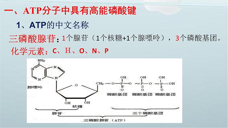 高中生物人教版 (新课标) 必修1课件  5.2 细胞的能量“通货”——ATP08