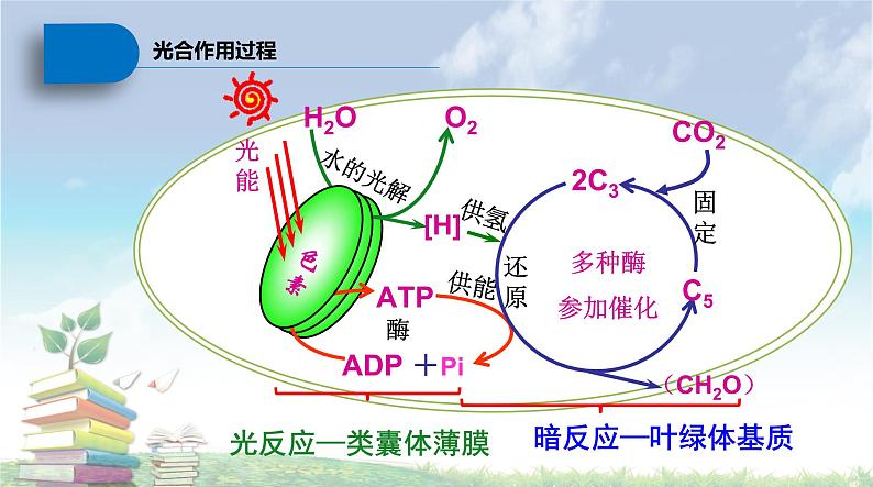 高中生物人教版 (新课标) 必修1课件  5.4 能量之源—光与光合作用（第二课时）删减版05