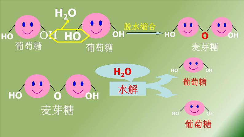 高中生物人教版 (新课标) 必修1课件  2.4 细胞中的糖类和脂质07