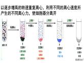 高中生物人教版 (新课标) 必修1课件  3.2 细胞器—系统内的分工合作