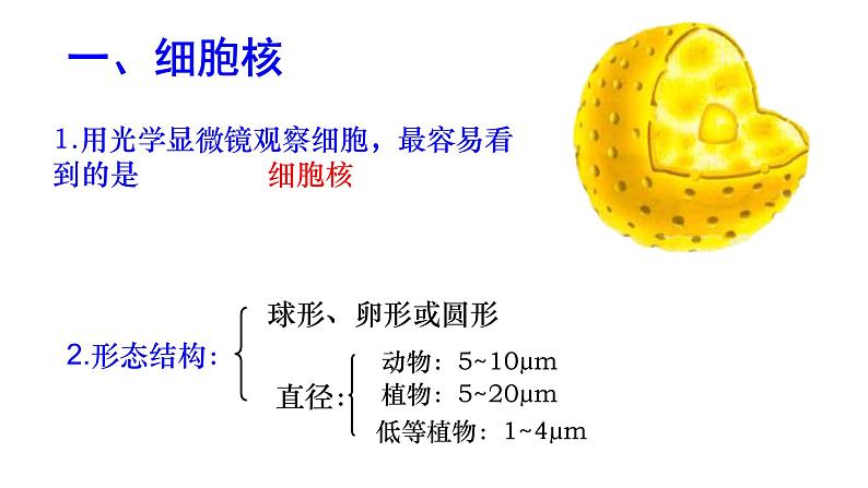 高中生物人教版 (新课标) 必修1课件  3.3细胞核—系统的控制中心02