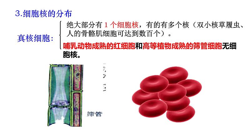 高中生物人教版 (新课标) 必修1课件  3.3细胞核—系统的控制中心03