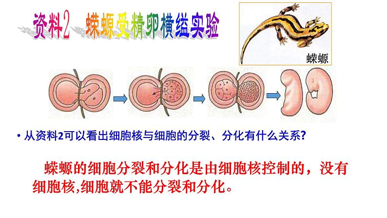 高中生物人教版 (新课标) 必修1课件  3.3细胞核—系统的控制中心07