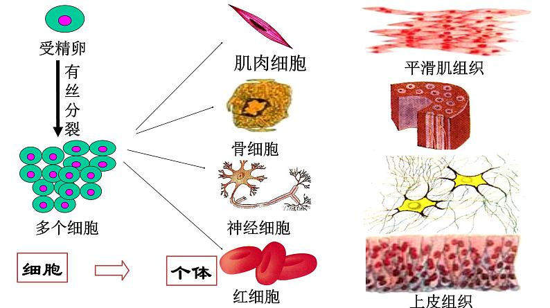 高中生物人教版 (新课标) 必修1课件  6.2 细胞的分化02