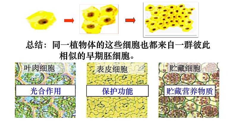 高中生物人教版 (新课标) 必修1课件  6.2 细胞的分化03