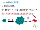 高中生物人教版 (新课标) 必修1课件  6.2 细胞的分化