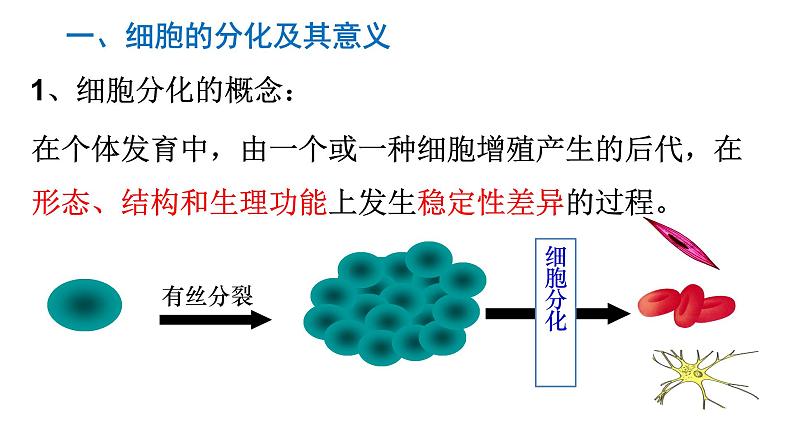 高中生物人教版 (新课标) 必修1课件  6.2 细胞的分化04