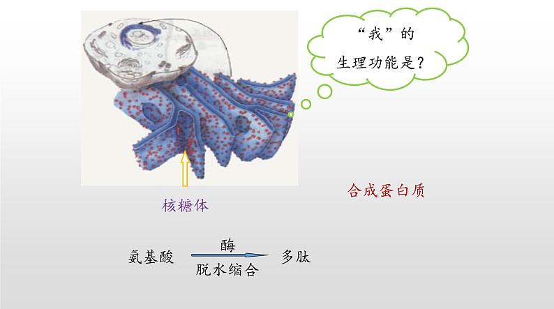 高中生物人教版 (新课标) 必修1课件  5.1 降低化学反应活化能的酶（第一课时）06