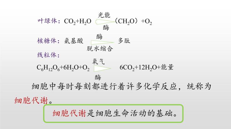 高中生物人教版 (新课标) 必修1课件  5.1 降低化学反应活化能的酶（第一课时）07