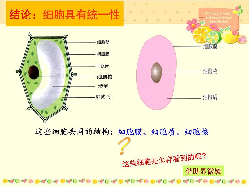 1.2细胞的多样性和统一性（1）课件PPT02