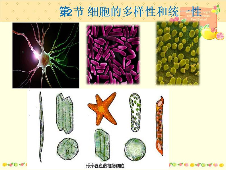 1.2细胞的多样性和统一性（1）课件PPT03