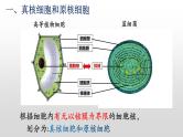 1.2细胞的多样性和统一性（2）课件PPT