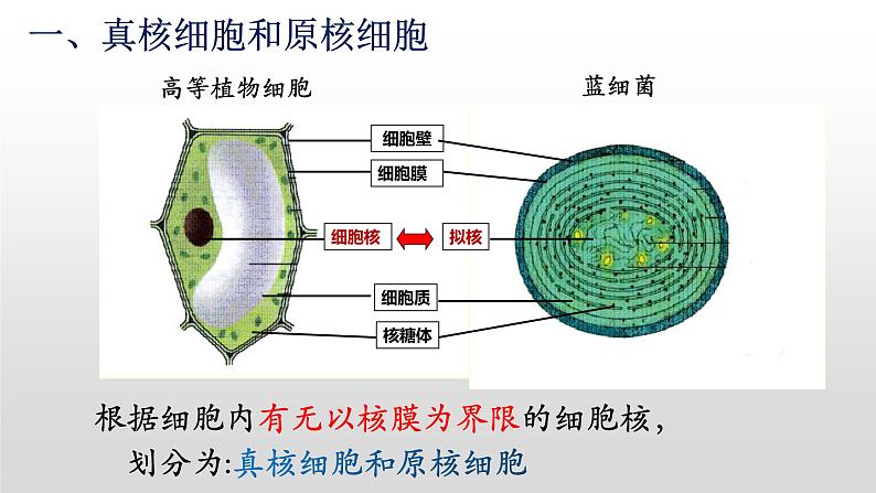 1.2细胞的多样性和统一性（2）课件PPT04