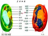 1.2细胞的多样性和统一性（2）课件PPT