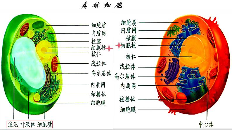 1.2细胞的多样性和统一性（2）课件PPT05