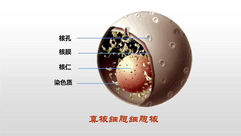 1.2细胞的多样性和统一性（2）课件PPT06