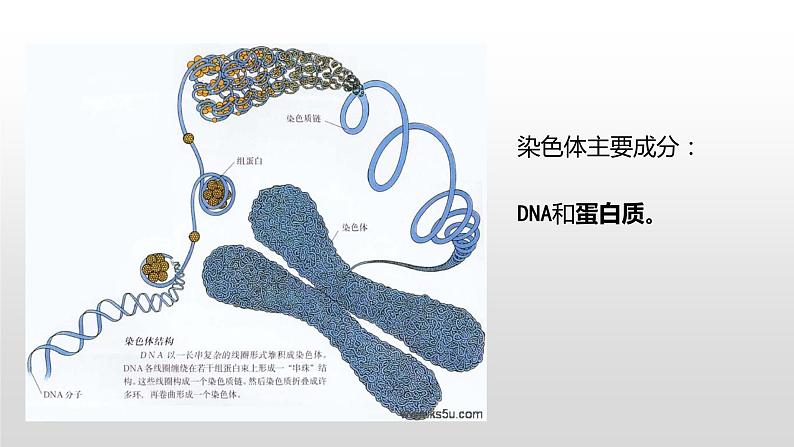 1.2细胞的多样性和统一性（2）课件PPT07