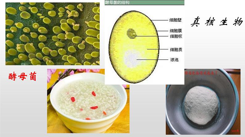 1.2细胞的多样性和统一性（2）课件PPT08