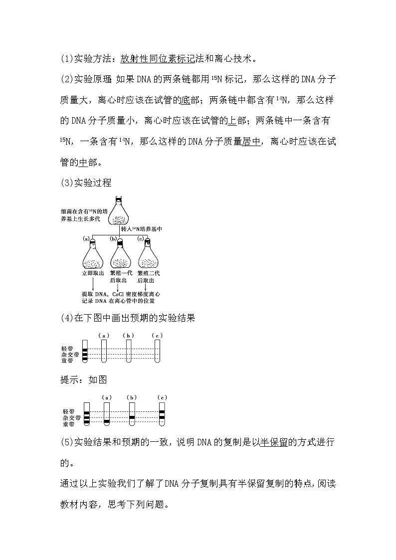 人教版高中生物必修2《遗传与进化》3.3 DNA的复制导学案02