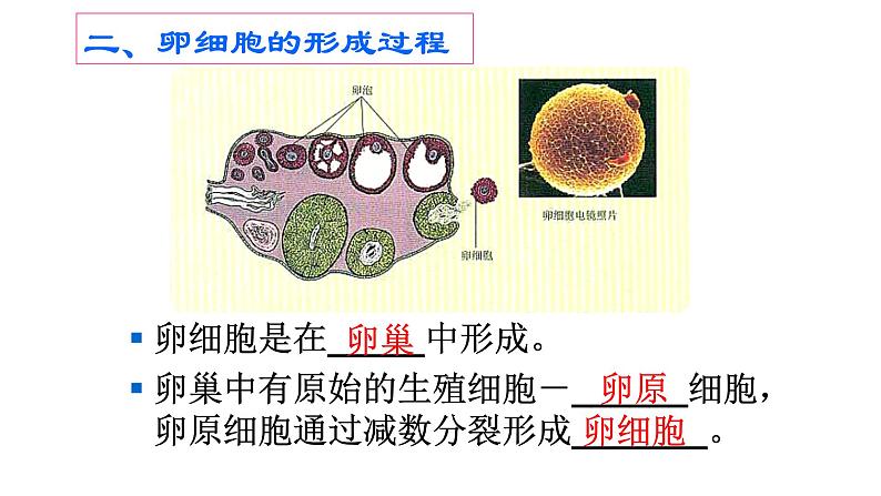 高中生物人教版 (新课标) 必修2课件 2.1 减数分裂和受精作用（2）02