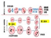 高中生物人教版 (新课标) 必修2课件 2.1 减数分裂和受精作用（2）