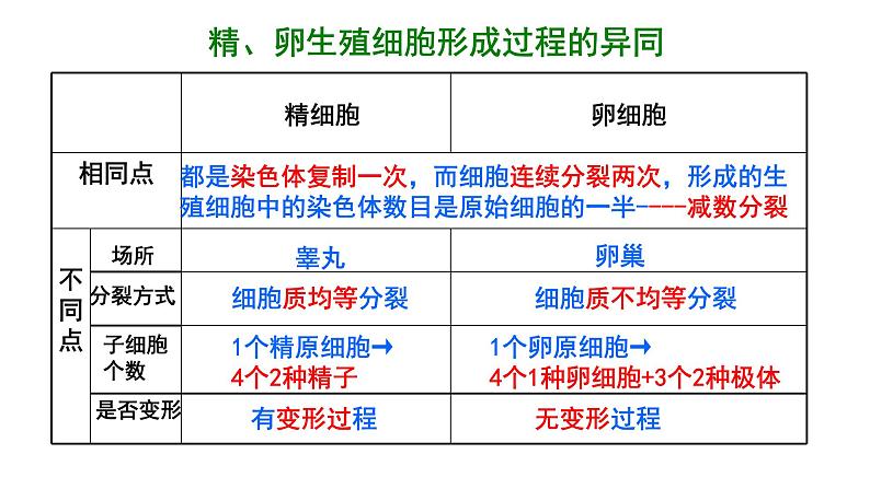 高中生物人教版 (新课标) 必修2课件 2.1 减数分裂和受精作用（2）05