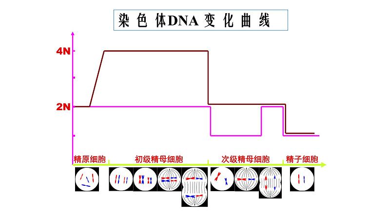 高中生物人教版 (新课标) 必修2课件 2.1 减数分裂和受精作用（2）08