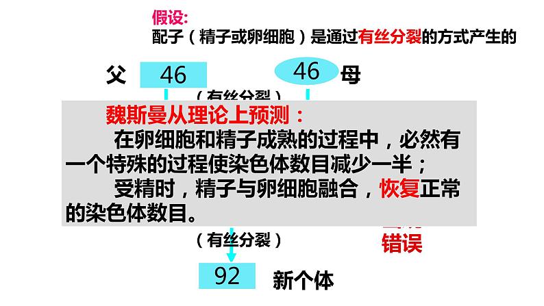 高中生物人教版 (新课标) 必修2课件 2.1 减数分裂和受精作用（1）02