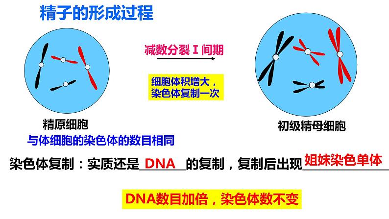 高中生物人教版 (新课标) 必修2课件 2.1 减数分裂和受精作用（1）06