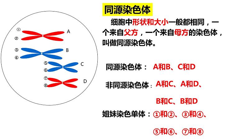 高中生物人教版 (新课标) 必修2课件 2.1 减数分裂和受精作用（1）08