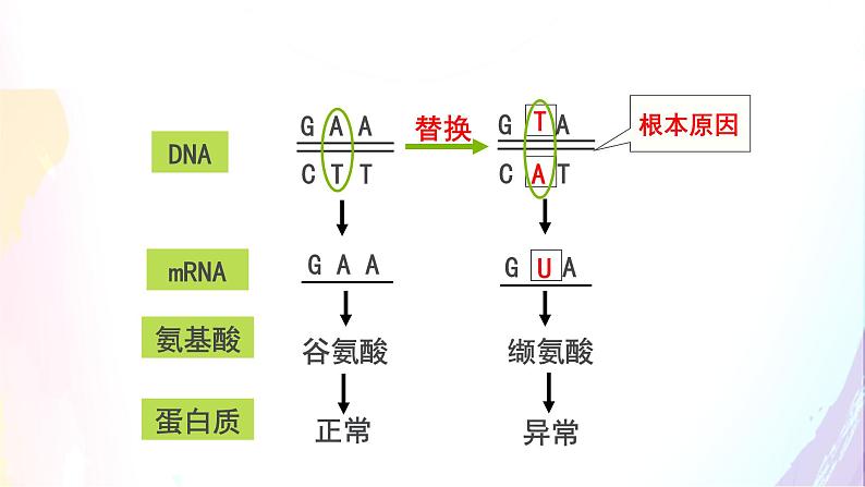 高中生物人教版 (新课标) 必修2课件 5.1 基因突变和基因重组06