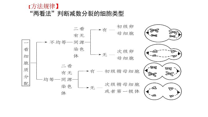 高中生物人教版 (新课标)必修2课件  2.1 减数分裂和受精作用（3）02