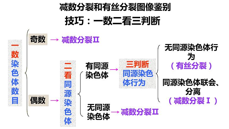 高中生物人教版 (新课标)必修2课件  2.1 减数分裂和受精作用（3）03