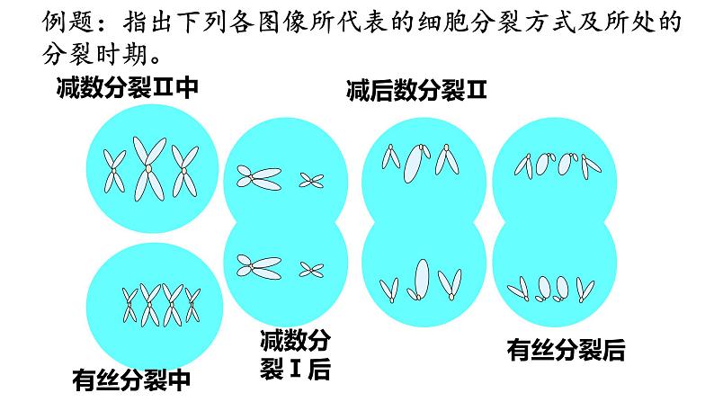 高中生物人教版 (新课标)必修2课件  2.1 减数分裂和受精作用（3）04