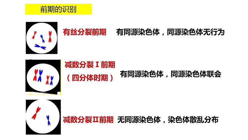 高中生物人教版 (新课标)必修2课件  2.1 减数分裂和受精作用（3）05