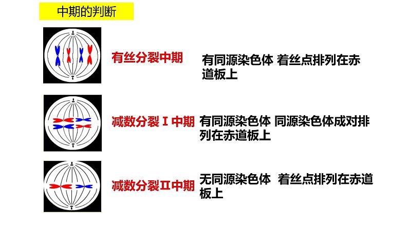 高中生物人教版 (新课标)必修2课件  2.1 减数分裂和受精作用（3）06