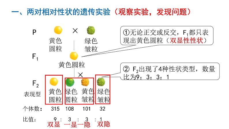 高中生物人教版 (新课标)必修2课件 1.2 孟德尔的豌豆杂交实验（二）06