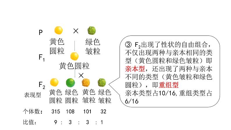 高中生物人教版 (新课标)必修2课件 1.2 孟德尔的豌豆杂交实验（二）07