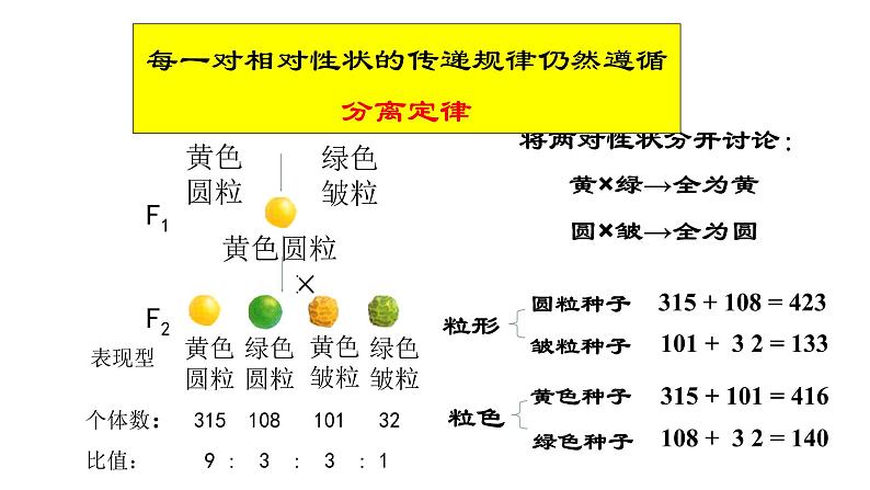 高中生物人教版 (新课标)必修2课件 1.2 孟德尔的豌豆杂交实验（二）08