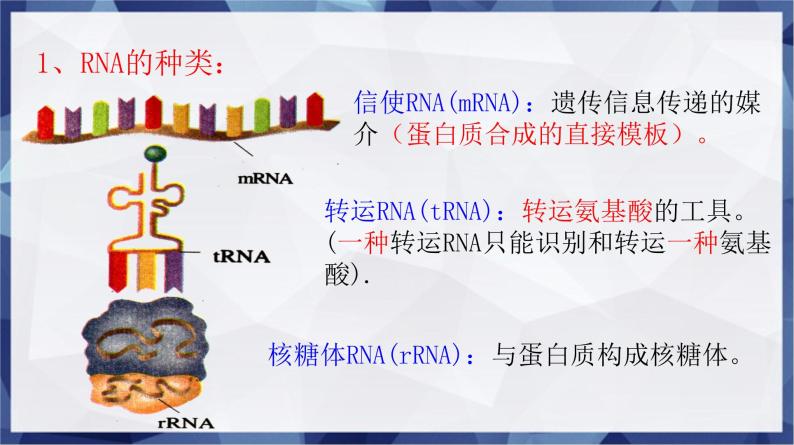 高中生物人教版 (新课标)必修2课件 4.1 基因控制蛋白质的合成（1）06