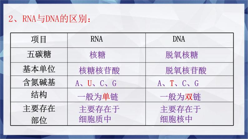 高中生物人教版 (新课标)必修2课件 4.1 基因控制蛋白质的合成（1）07