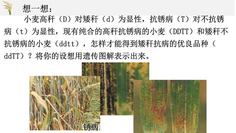 高中生物人教版 (新课标)必修2课件 6.1 杂交育种与诱变育种05