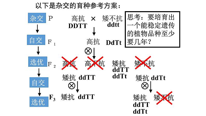 高中生物人教版 (新课标)必修2课件 6.1 杂交育种与诱变育种06