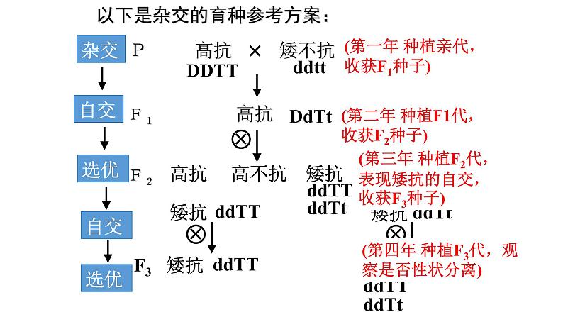 高中生物人教版 (新课标)必修2课件 6.1 杂交育种与诱变育种07