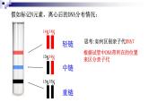 高中生物人教版 (新课标)必修2课件 3.3&3.4DNA的复制&基因是有遗传效应的DNA片段（1）
