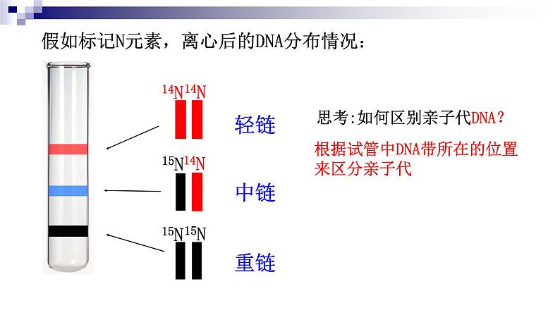 高中生物人教版 (新课标)必修2课件 3.3&3.4DNA的复制&基因是有遗传效应的DNA片段（1）04