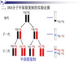 高中生物人教版 (新课标)必修2课件 3.3&3.4DNA的复制&基因是有遗传效应的DNA片段（1）
